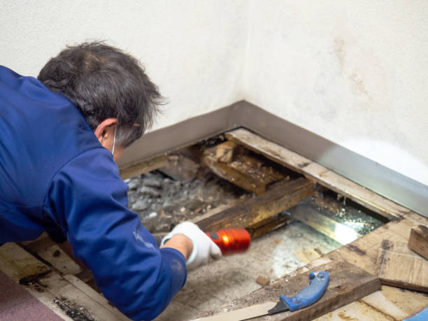 Best Affordable Mold Removal  in Hutchins, TX