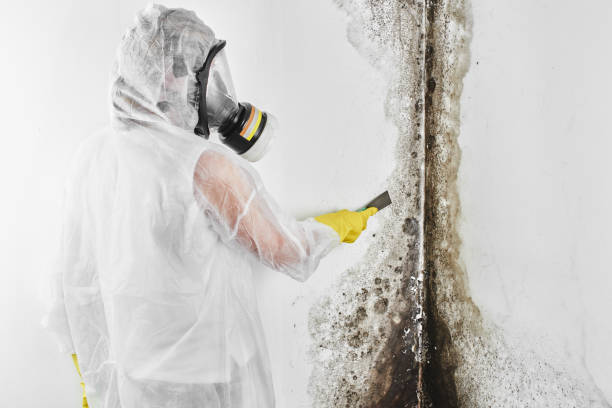 Best Toxic Mold Removal  in Hutchins, TX