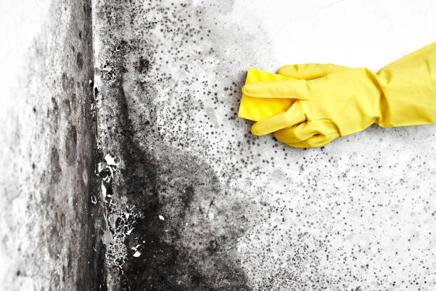 Best Best Mold Removal Companies  in Hutchins, TX
