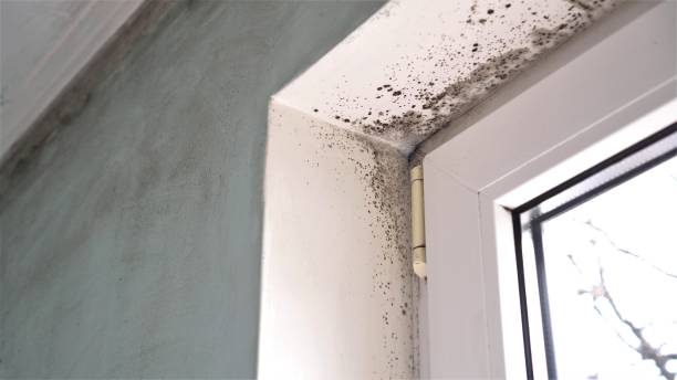 Mold Removal and Inspection in Hutchins, TX