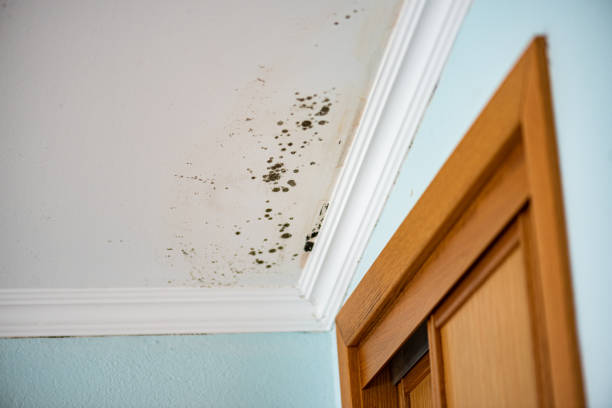 Best Attic Mold Removal  in Hutchins, TX