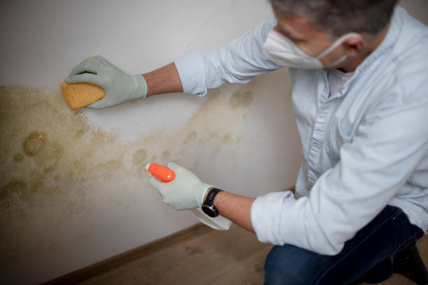 Best Mold Inspection  in Hutchins, TX