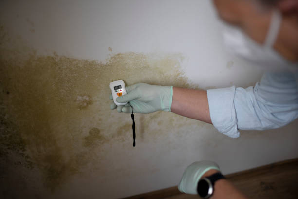 Hutchins, TX Mold Removal Company