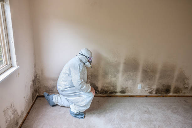 Professional Mold Removal in Hutchins, TX