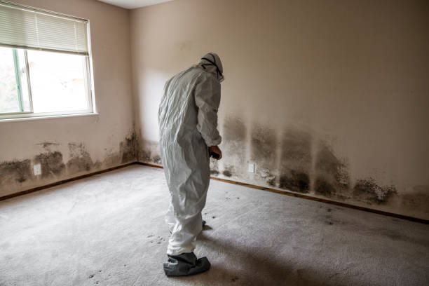 Best Mold Removal Specialists  in Hutchins, TX
