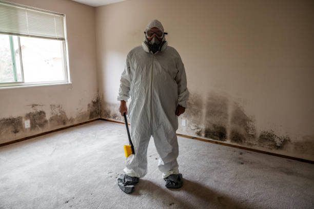 Best Commercial Mold Removal  in Hutchins, TX